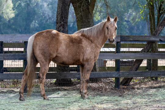 A beautiful horse in an Ocala paddock