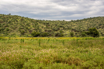 Fototapeta premium Paysage en namibie en été un matin nuageux