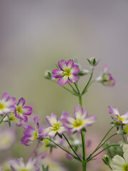 愛らしい覆輪のプリムラ マラコィデス
