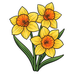 Three yellow daffodils isolated on transparent background