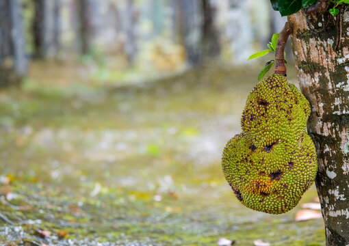 Artocarpus heterophyllus, dutgiller familyasına ait tropikal bir meyvedir. G&uuml;ney ve G&uuml;neydoğu Asya b&ouml;lgelerinde yetişmektedir.