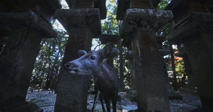 Lone deer walking around tall stone lanterns in Japanese forest - slow motion