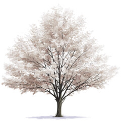 Obraz premium 2D flat vector graphic of a Silver Maple Tree in icon style, isolated on white background