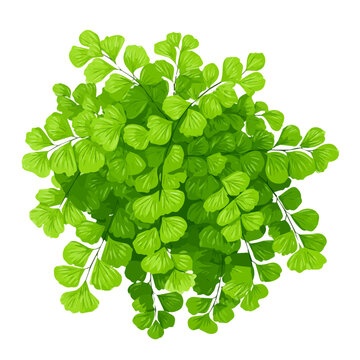 Simple flat 2D vector graphic of a Maidenhair Fern in modern icon style, isolated on a white canvas