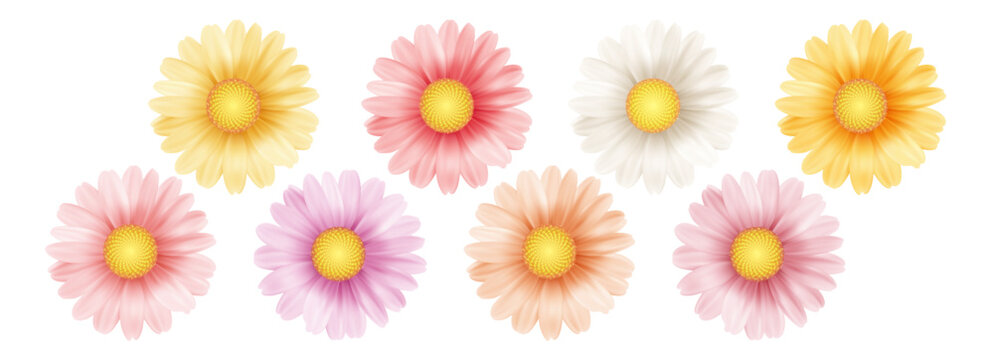 White chamomile flowers with yellow centers bloom in spring garden. Realistic daisy petals isolated on clean background. Fresh floral illustration for nature design