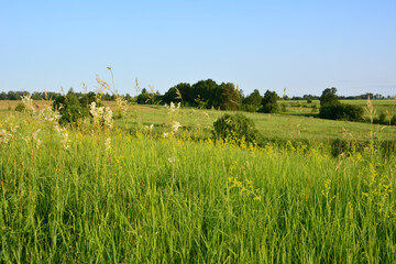 Lush Green Meadow with Distant Trees on a Sunny Day with blue sky