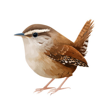 Wren, 2D flat vector illustration in icon style, isolated on a white background