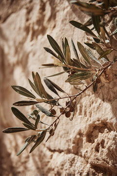 Olive Branch growing against ancient sunlit wall representing Easter peace, biblical symbolism and spiritual reflection with copy space