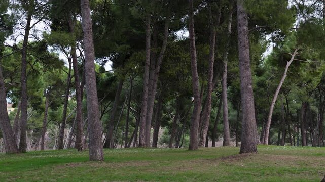 Arboles del parque