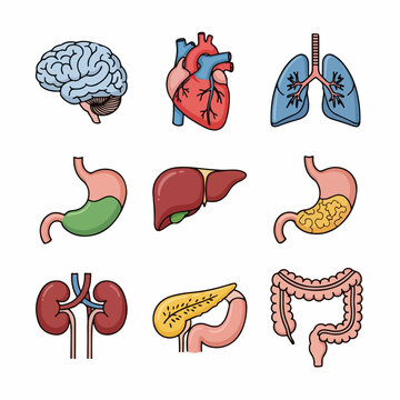 Simple outline style vector illustrations of major human internal organs, including the brain, heart, lungs, and digestive system.