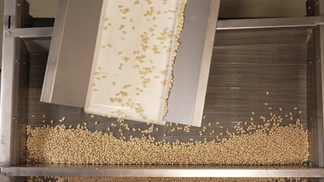 Processing and roasting of peanuts on an industrial scale. Industrial food production. Peanuts on conveyor belt in food processing plant production line