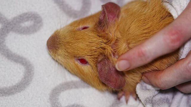 Caring for a guinea pig's ear with treatment in a home setting