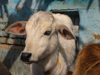 Young Cow Portrait - Gentle Animal Expression