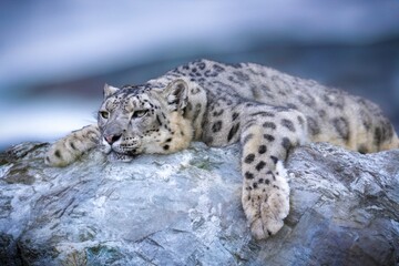 Fototapeta premium snow leopard cub