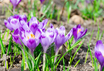 Purple crocus flowers blooming in early spring garden