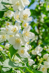 Obraz premium White jasmine flowers blooming on a jasmine bush (Philadelphus) against a clear blue sky.