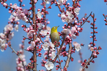 白梅とメジロ（梅林寺外苑・久留米市）