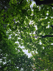 Fototapeta premium maple tree