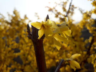 Forsythia(Golden bell flowers) in spring .
