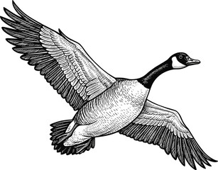 Canada Goose Flying Illustration in Vintage Engraving Style - Vector Hand-Drawn Bird Sketch © masumdesign