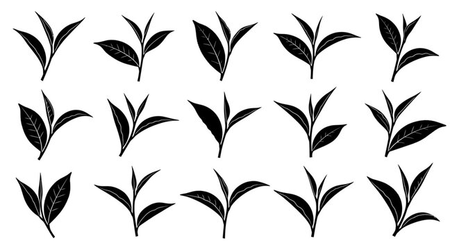 Black vector tea leaves set, green tea bud and leaf icons, herbal plant elements isolated on white