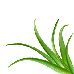 Obraz premium Fresh green aloe vera leaves isolated on a transparent background.