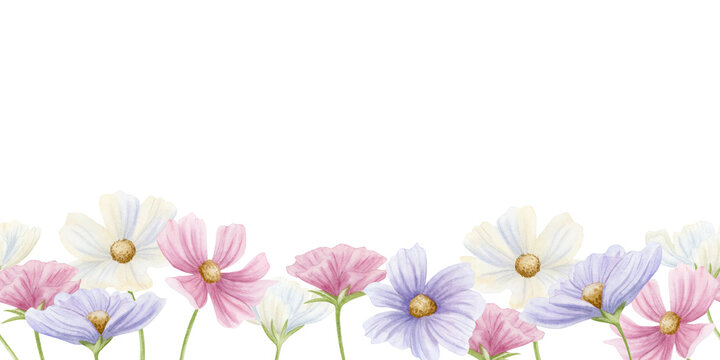 Watercolor blooming spring flowers seamless border on white. Horizontal floral repeat banner with cosmos wildflowers in pink, white and pastel purple colors for delicate botanical designs