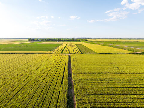 Wheat is growing in the field ,The wheat fields are under the blue sky and white clouds