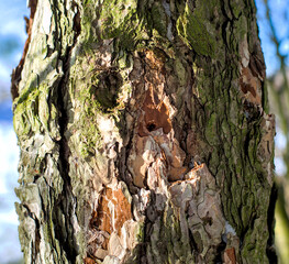 Bark of pine tree natural background