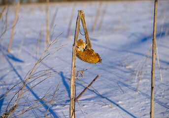 Dry sunflower in the snow on the field