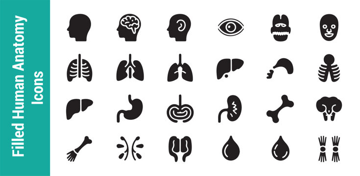 Anatomy Vectors