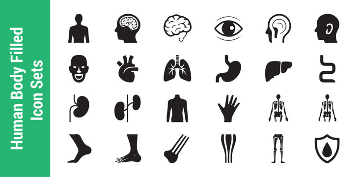 Human body filled icon set for medical and health services human organs and anatomy illustration