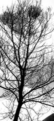 Fototapeta premium Black and white silhouette of a dry, bare, leafless tree with branches and twigs reaching up to the sky.
