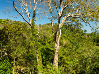 Aerial view Drone camera top view rainforest trees ecology with healthy environment concept and summer background,Green environment background