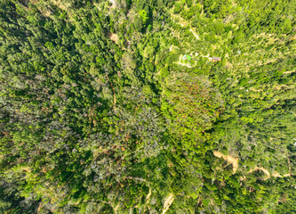 Aerial view Drone camera top view rainforest trees ecology with healthy environment concept and summer background,Green environment background