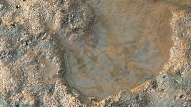 A mudskipper fish rests on wet 