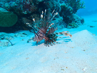 A striped lionfish hovers beneath a coral formation above sandy seagrass, its long venomous spines fanned out like a dark crown in the calm tropical reef.