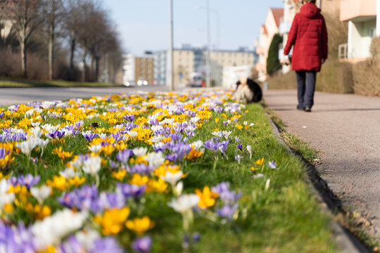 Colorful crocus flowers blooming along a city sidewalk in early spring. Concept of spring, urban nature, seasonal change, freshness, and everyday city life.