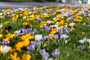 Colorful crocus flowers blooming along a city sidewalk in early spring. Concept of spring, urban...