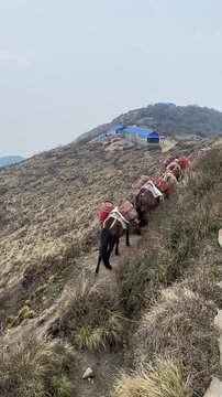 The Mule Caravans in Annapurna region of Nepal. Mules can carrying and transport supplies over mountainous trails.