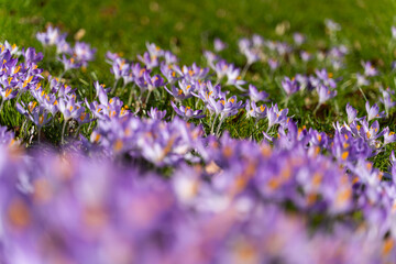 Fototapeta premium Colorful crocus flowers blooming in early spring. Low angle perspective with shallow depth of field, vibrant purple flowers, green grass. Concept of spring, urban nature, seasonal change, freshness.