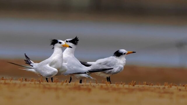 Ground level view of great crested terns interacting face to face on coastal sandflat