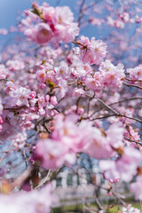 Obraz premium Pink Sakura flowers on sunny backdrop. Beautiful nature spring background with a branch of blooming Sakura. Sakura blossoming season in Japan.