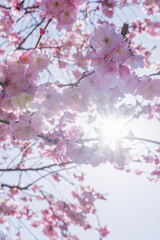 Fototapeta premium Pink Sakura flowers on sunny backdrop. Beautiful nature spring background with a branch of blooming Sakura. Sakura blossoming season in Japan.