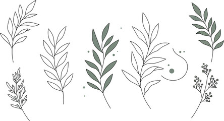 Fototapeta premium A collection of different plant leaves and branches in a line drawing style