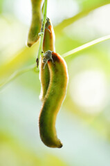 Itchy bean, Fabaceae or Mucuna pruriens or  Velvet bean or Leguminosae or Cowitch or Cowhage plant