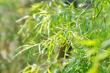 Salix babylonica var or pekinensis or Pendula or Weeping Willow or Salix babylonica L, SALICACEAE