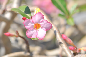 Desert rose, APOCYACEAE or Adenium obesum or Mock Azalea or Pinkbignonia or Impala lily