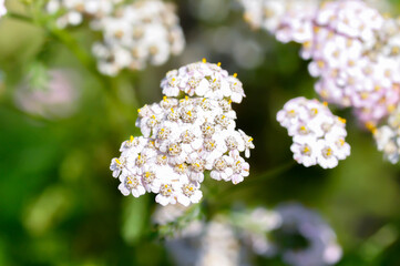 Achillea, Achillea millefolium or Achillea millefolium L or  Asteraceae or Yarrow