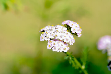 Achillea, Achillea millefolium or Achillea millefolium L or  Asteraceae or Yarrow